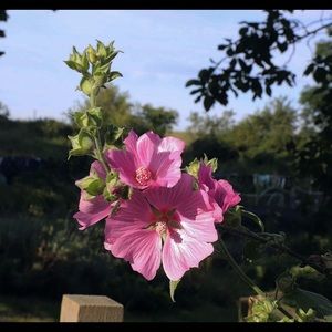 Meet your Posher, Miriam